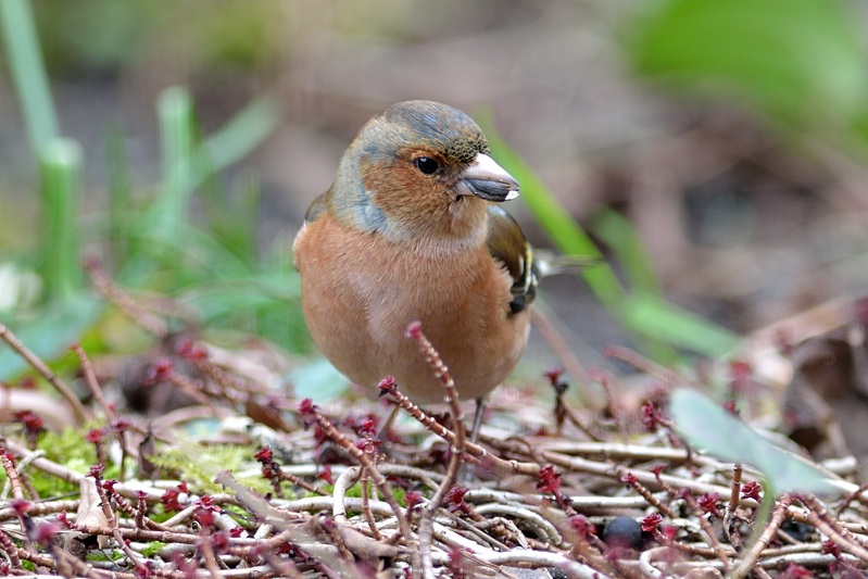 Common chaffinch (Fringilla coelebs)